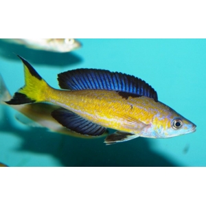Cyprichromis Microlepidotus Kasai 3-4cm
